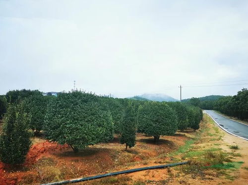 旅游综合体 园艺观光园 造型植物基地打造之路你是否能做